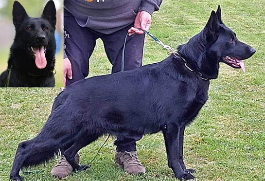 Paris - Black German Shepherd female