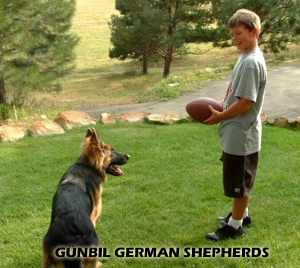Gunbil German shepherds