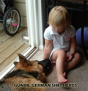 Gunbil German shepherds
