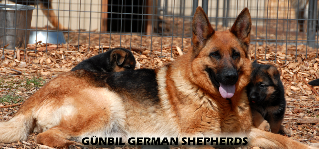 Reputable german sale shepherd breeders