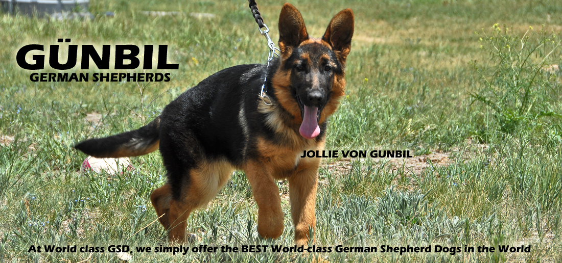 Gunbil German Shepherd Testimonails
