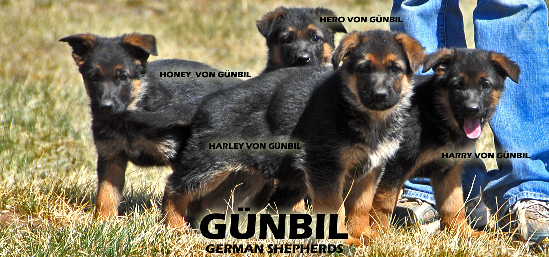 German shepherd puppy characteristics