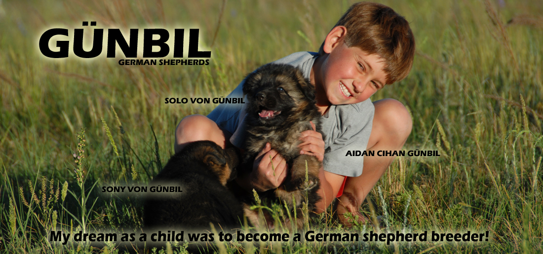 Gunbil German Shepherd Testimonails