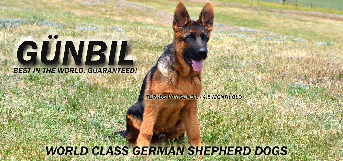 Gunbil German Shepherds