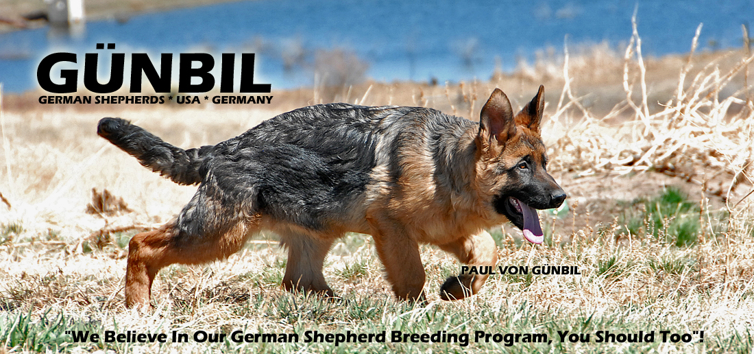 Gunbil German Shepherd Breeders