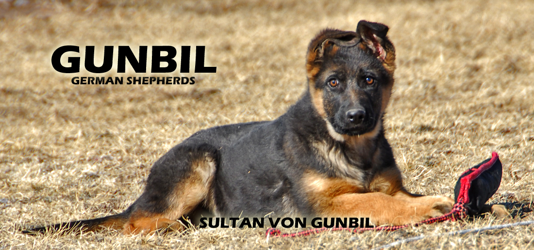 Gunbil German Shepherd Testimonails