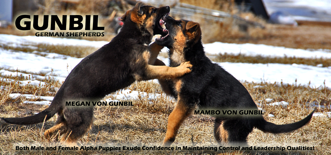 Gunbil German Shepherd Testimonails