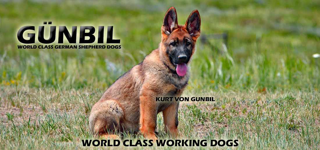 German Shepherd Puppy Temperament Banner