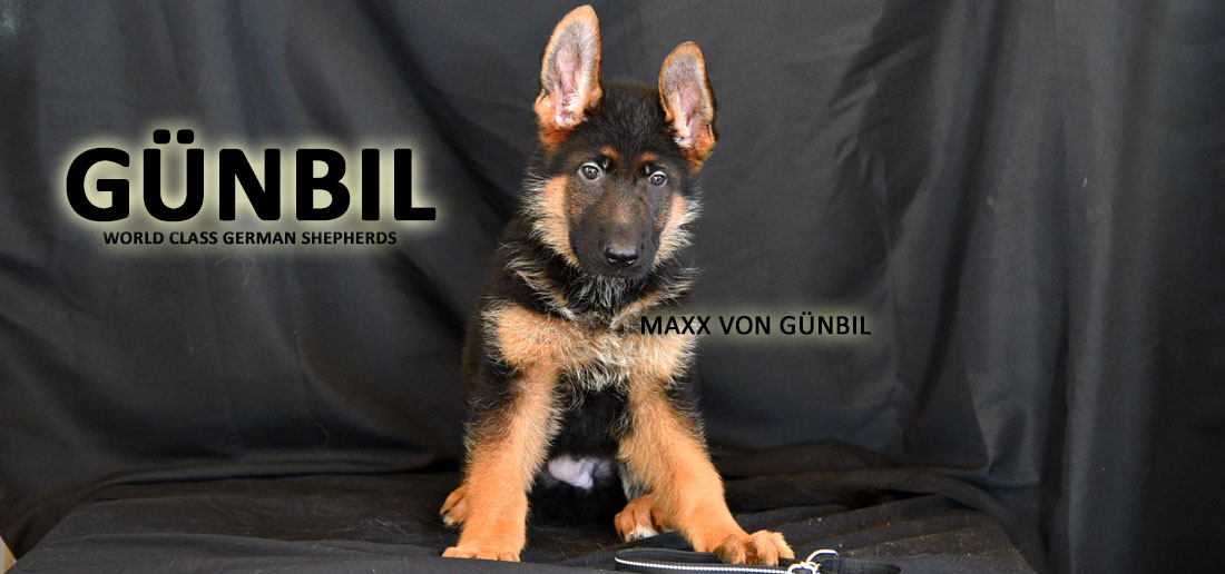 Puppy Selection Method