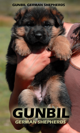 The german shepherd breeders in colorado