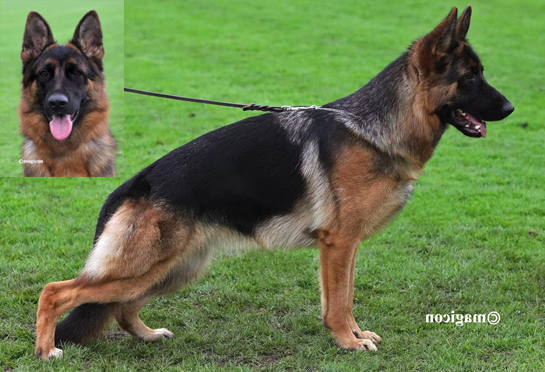 Qairo schutzhund titled in Germany