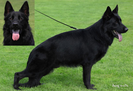 Working-line german shepherds black puppies for sale Working dogs with IPO