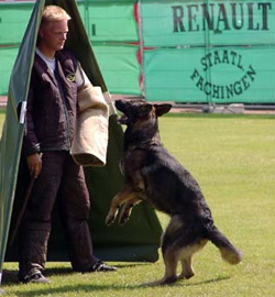 German dog shop training schutzhund