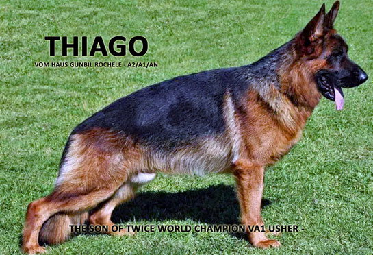 Thiago — German shepherd stud in Colorado Thiago — German Shepherd stud in Colorado