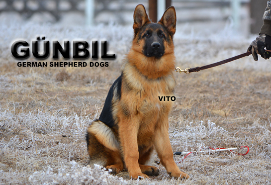 Vito von Gunbil Imports