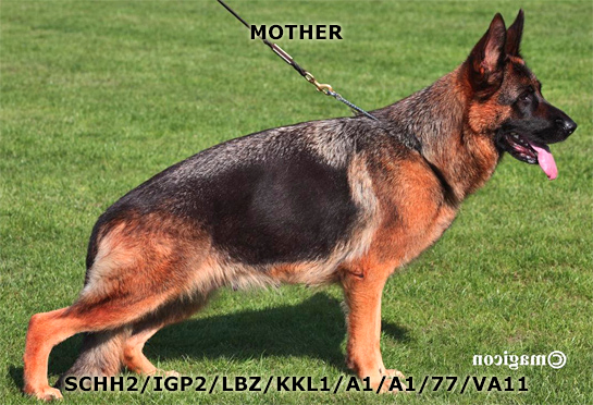 10x champion German shepherd dam, the mother of world class German shepherd import puppies from Germany