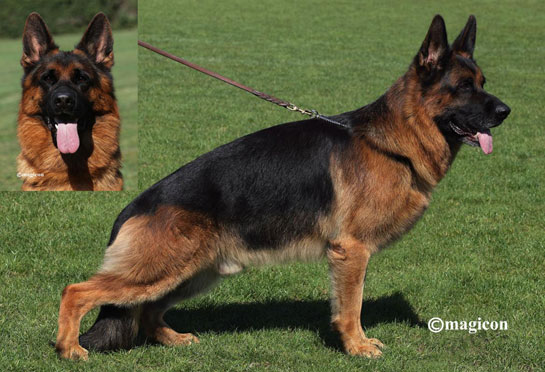 german shepherd world