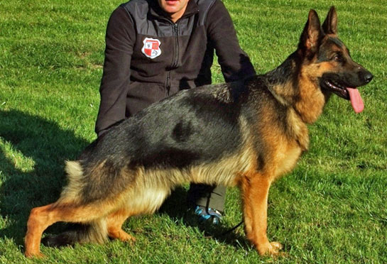 Champion German shepherds German shepherd import puppies from Germany