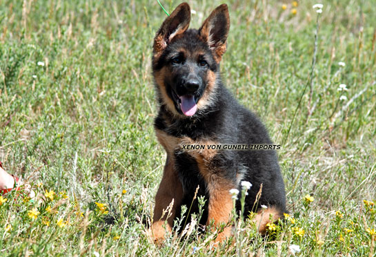 Xenon trained male puppy