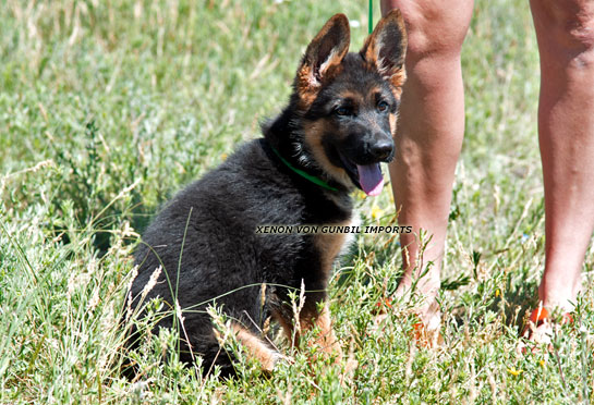 Xenon trained German shepherd male puppy