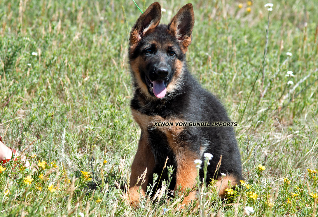 xenon - German shepherd male puppy
