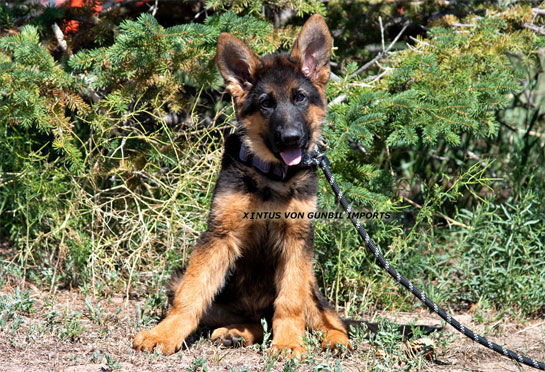 Xintus trained male puppy