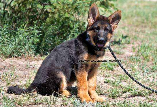 Xintus trained German shepherd male puppy