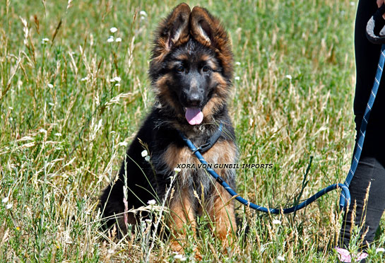 Xora trained female puppy