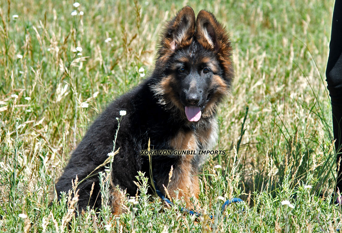 Xora - German shepherd female puppy