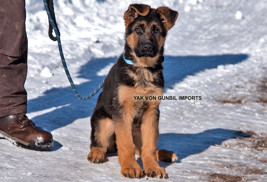 yak, working male puppy from Germany