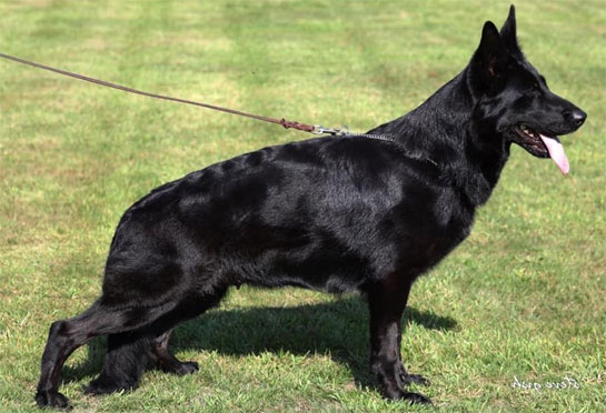 Champion German shepherds German shepherd import puppies from Germany