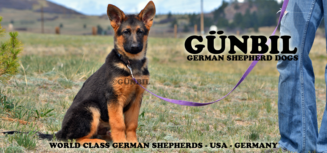 Gunbil german shepherd dogs