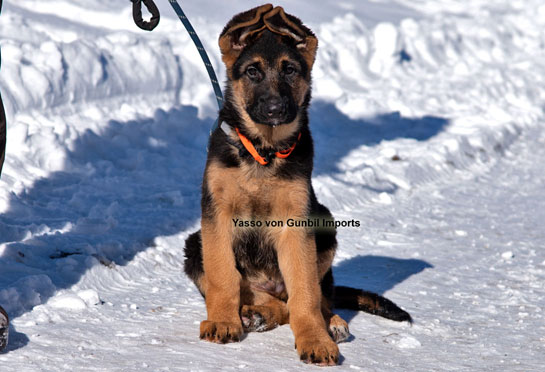 Yasso - trained German imports puppy for-sale