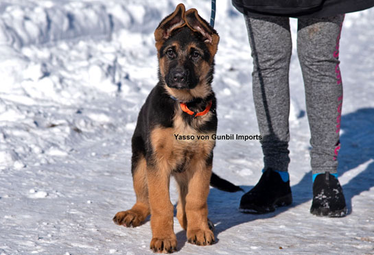 Yasso, Trained Import German shepherd male puppy name Yak