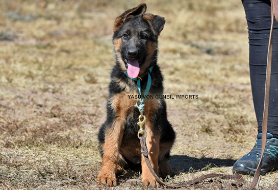 Trained German shepherd puppies for sale
