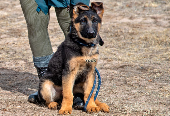 Trained male puppy