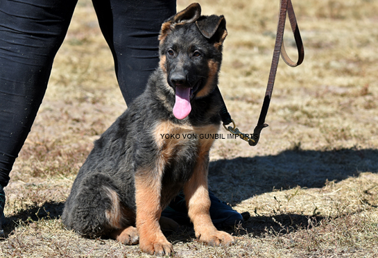 Trained German shepherd male puppies for sale