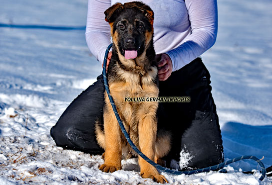 Trained German shepherd female puppy