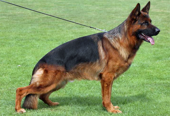 Zarek