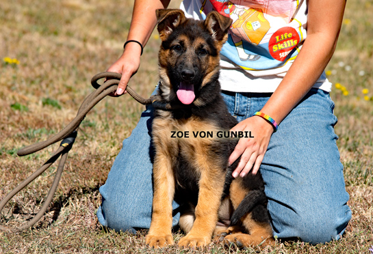 Trained German shepherd female puppy name Zoe